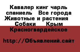 Кавалер кинг чарль спаниель - Все города Животные и растения » Собаки   . Крым,Красногвардейское